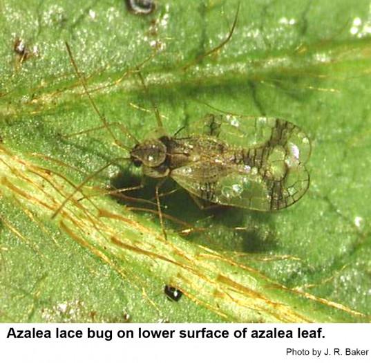 Azalea lace bug on lower surface of azalea leaf.