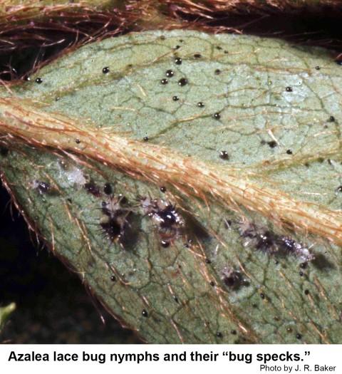 Azalea lace bug nymphs and their "bug specks" on underside of leaf
