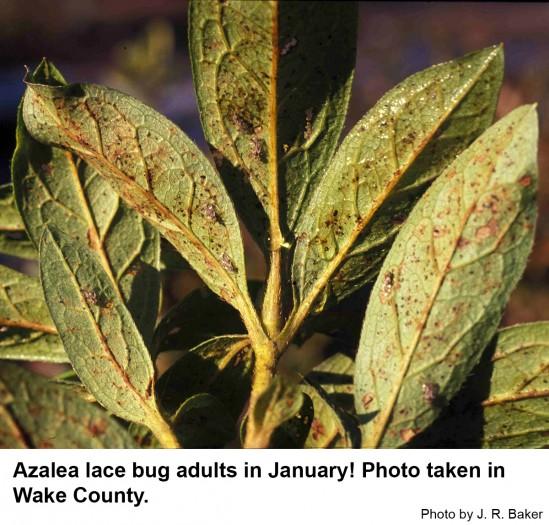 Azalea lace bugs on underside of leaves. Photo taken in Wake County