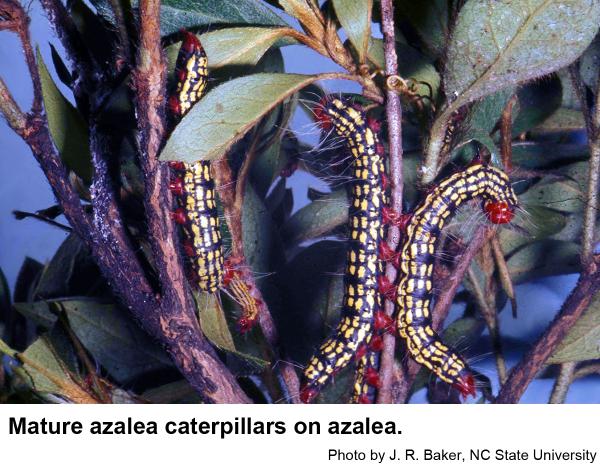 Mature azalea caterpillars on azalea