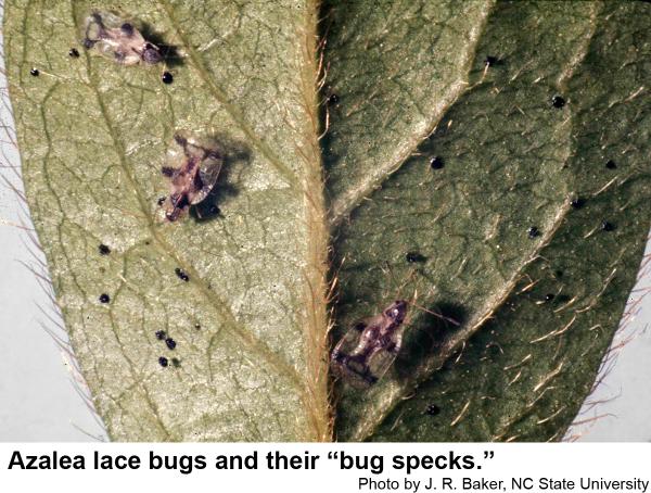 Azalea lace bugs and their "bug specks"