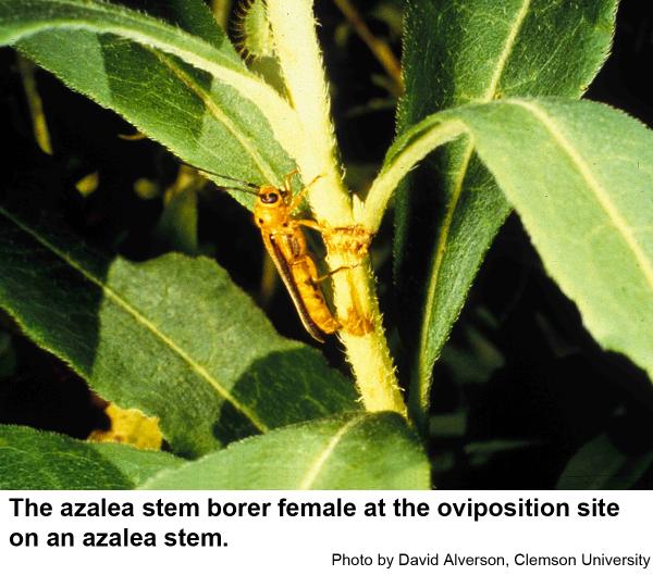 The azalea stem borer female at the oviposition site on an azalea stem.
