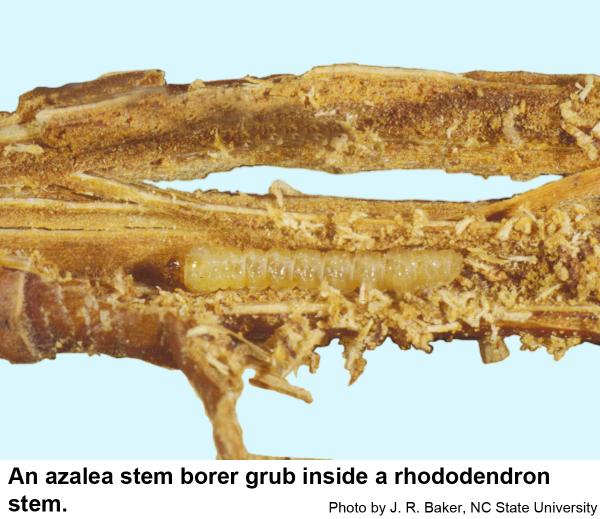 An azalea stem borer grub inside a rhododendron stem.