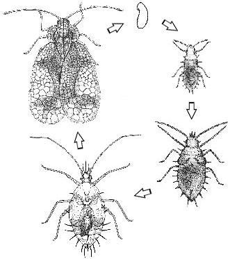 Figure 1. Life cycle of the azalea lace bug.