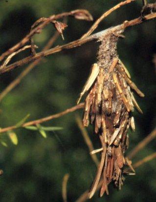 Figure 1. Full-grown bagworm in its protective camouflage.