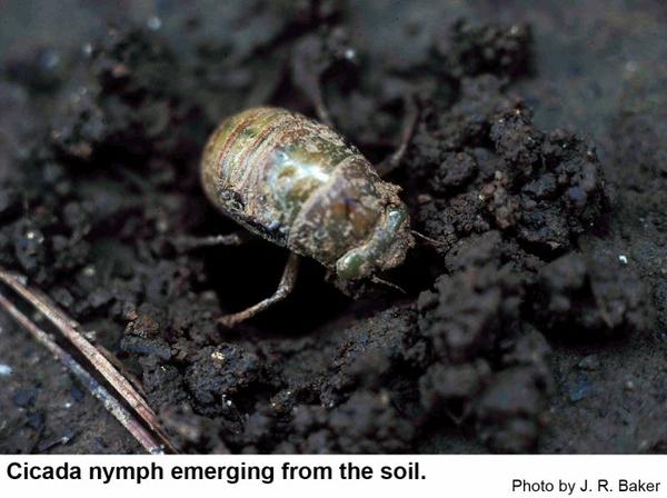 A cicada nymph emerging from the soil