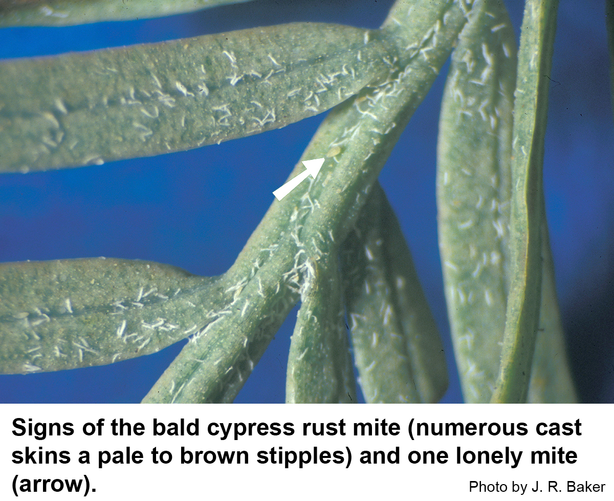 Signs of the bald cypress rust mite (numerous cast skins a pale to brown stipples) and one lonely mite (arrow).