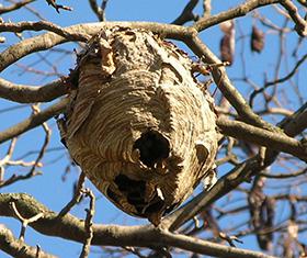 Figure 1. Bald-faced hornet nest.