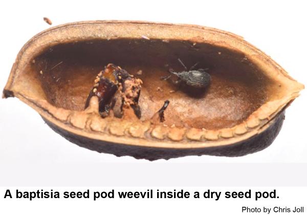 Baptisia seed pod weevil inside a dry seed pod