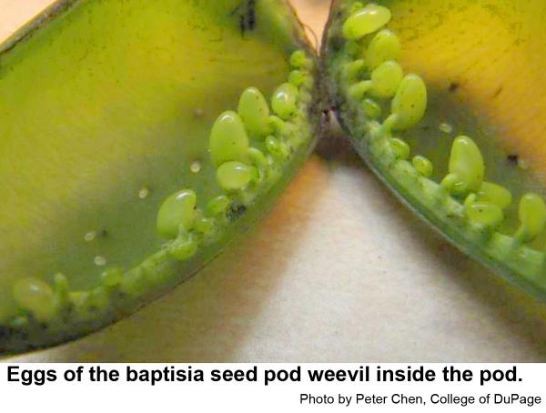 Eggs of the baptisia seed pod weevil inside the pod