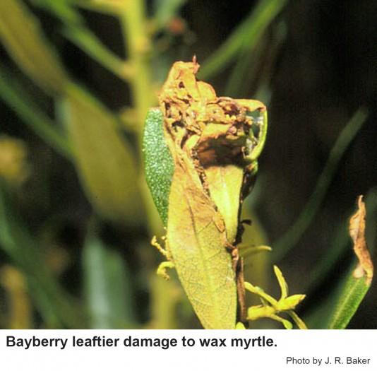 Bayberry leaftier damage to wax myrtle