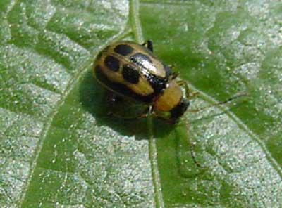 Photo of bean leaf beetle on a leaf