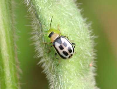 Photo of bean leaf beetle