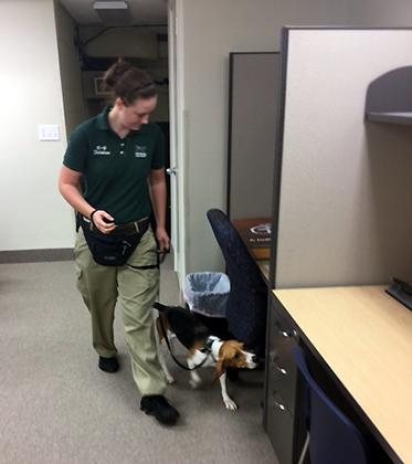 Bed bug detecting dog inspecting an office