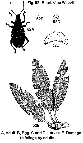 Figure 52A. Black vine beetle adult. Figure 52B. Egg. Figure 52C