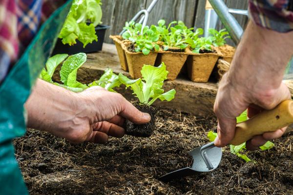 A person uses a trowel to dig a small hole in soil to place a seedling.