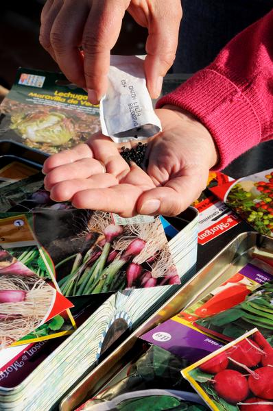 A person pours seeds into their hand from a seed packet.