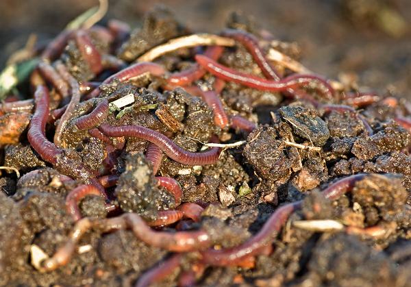 Photo of worms in garden soil