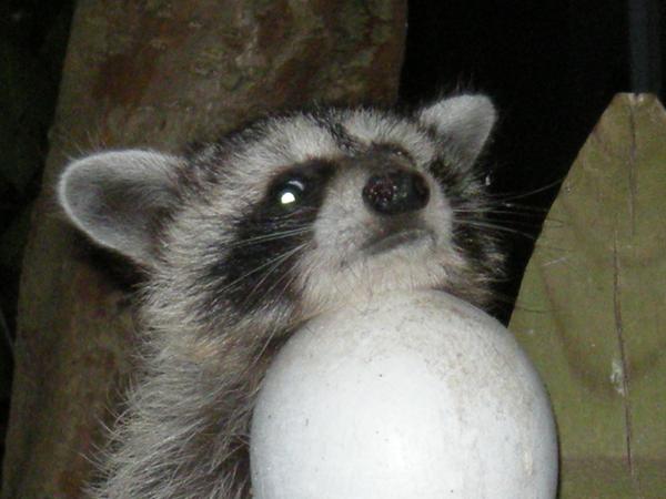 photo of a young raccoon on a suburban fence post