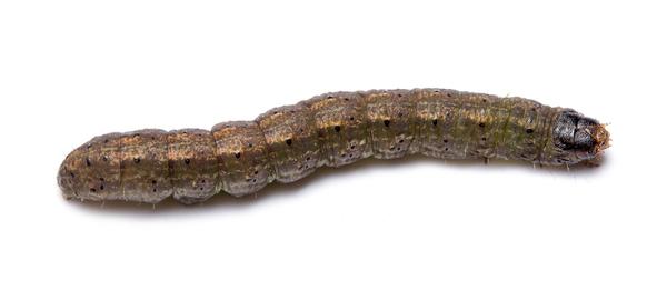 Thumbnail image for Cutworms in Turf