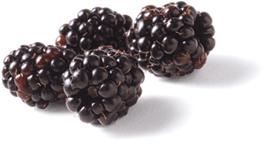 close-up view of four blackberries