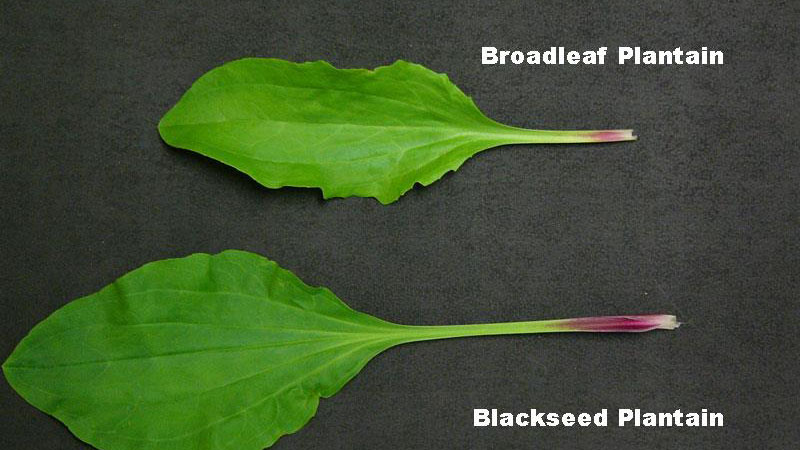 Blackseed plantain leaf shape.