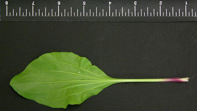 Blackseed plantain leaf width.