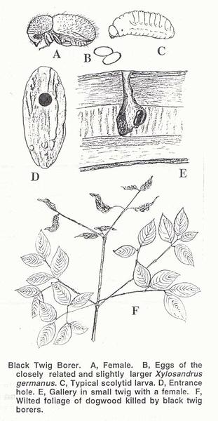 Figure 2. Black twig borer.
