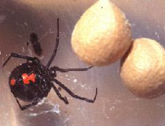 Black widow spider with red hourglass marking and egg sacs