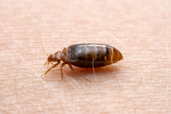 Adult bed bug after a blood meal.