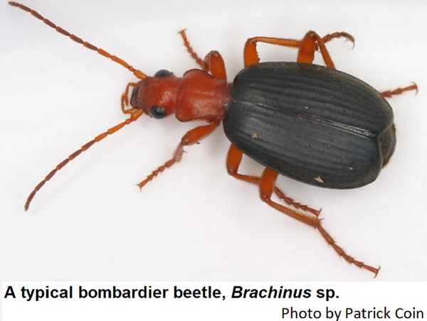 Bombardier beetles have orange heads, thoraces, and legs