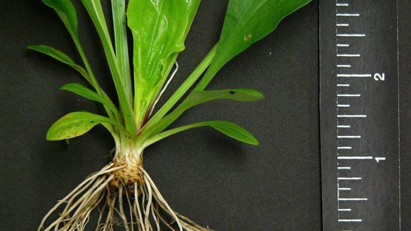Broadleaf plantain root type.