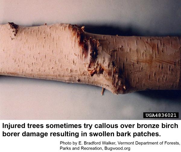 Injured trees sometimes try callous over bronze birch borer damage resulting in swollen bark patches
