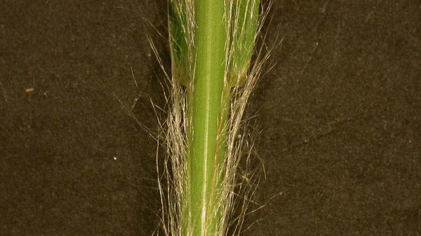 Broomsedge sheath margin