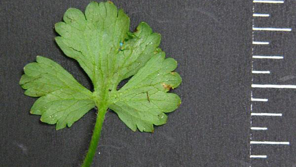 Bulbous buttercup leaf margin.