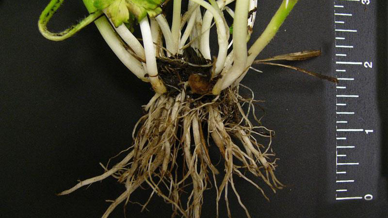 Bulbous buttercup root type.