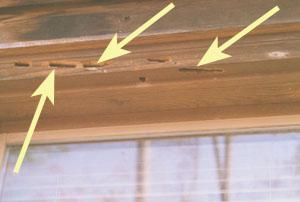 Figure 8. Woodpecker damage to window trim infested with carpent