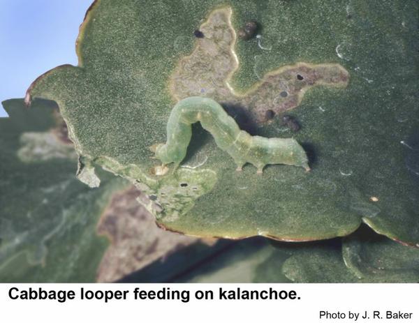 The cabbage looper feeding on kalanchoe.