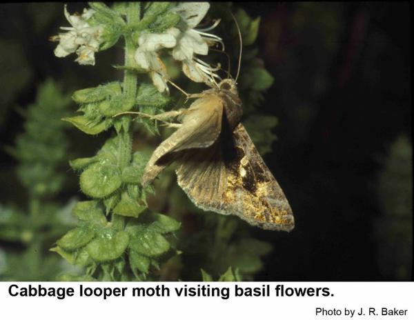 Cabbage looper moth visiting basil flowers