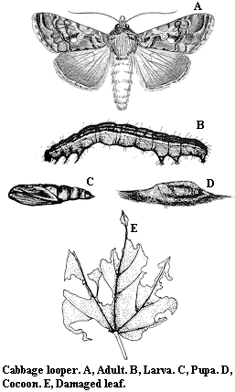 Cabbage looper. A. Adult. B. Larva. C. Pupa. D. Cocoon. E. Damag
