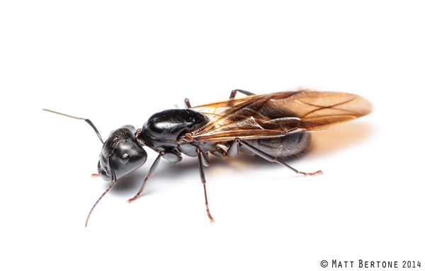 Carpenter ant queen on white background