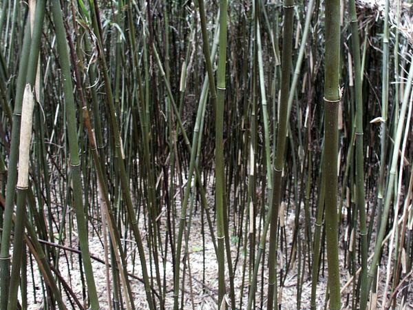 A close-up view of a dense stand of rivercane