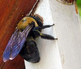 Figure 4. Carpenter bee chewing.