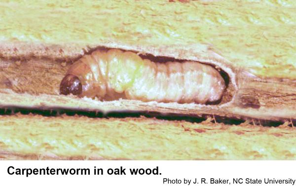 carpenterworm in oak