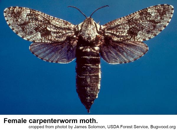 female carpenterworm wing span