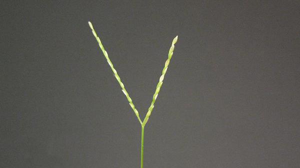 close-up view of Carpetgrass seedhead