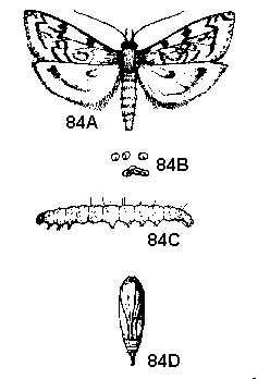Figure 84. Greenhouse leaftier. A. Adult. B. Eggs. C. Larva. D.