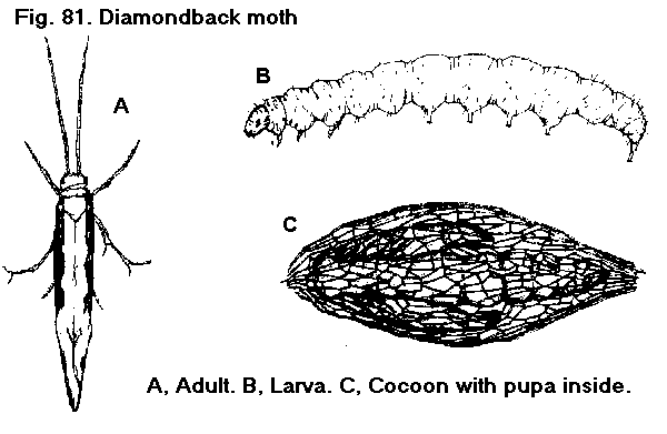 Figure 81. Diamondback moth. A. Adult. B. Larva. C. Cocoon with