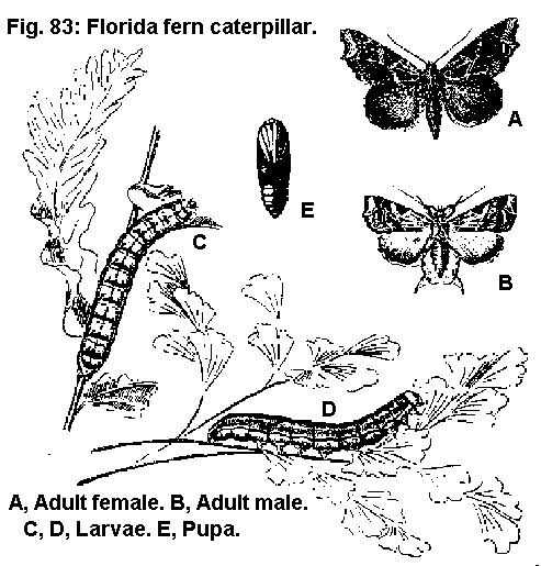 Figure 83. Florida fern caterpillar. A. Adult female. B. Adult m