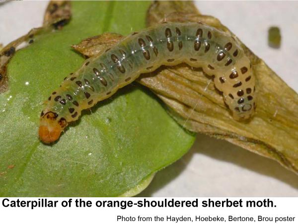 Caterpillar of the orange-shouldered sherbet moth.